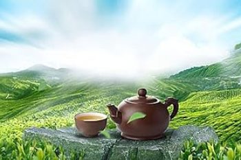 51I00zHM64L._AC_UF350,350_QL80_