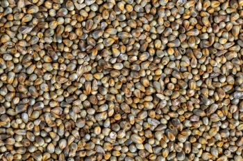 Pearl1_wholemillet