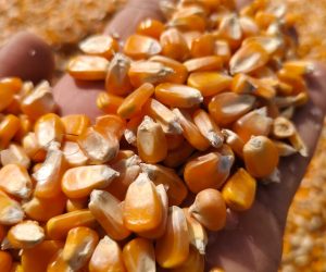 WhatsApp Image 2026-01-22 at 5.50.31 AM