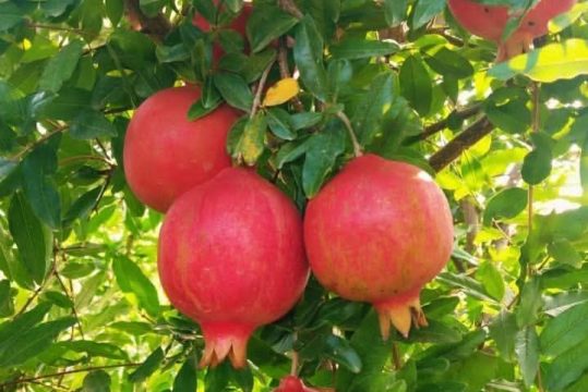 WhatsApp Image 2026-02-11 at 12.47.40 PM