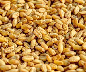 pexels-pixabay-54084